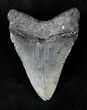 Juvenile Megalodon Tooth #20781-1